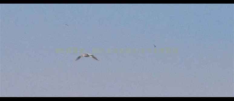 图片 WWE赛事全：颜色大战巅峰对决与未来展望