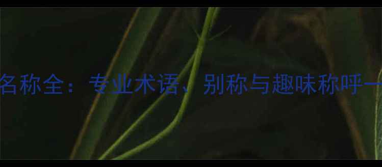 图片 羽毛球名称全：专业术语、别称与趣味称呼一网打尽