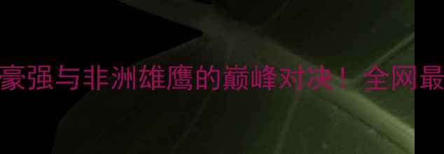 图片 🔥德国vs安哥拉一场欧洲豪强与非洲雄鹰的巅峰对决！全网最全赛前攻略+比赛预测！2